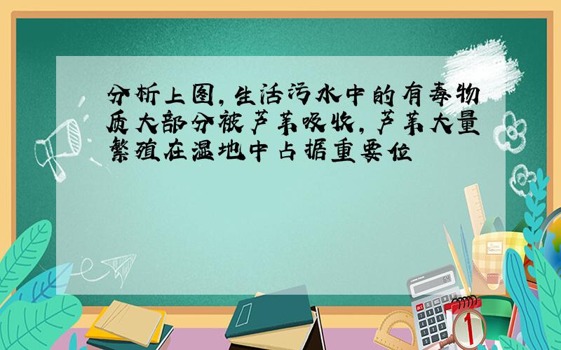 分析上图,生活污水中的有毒物质大部分被芦苇吸收,芦苇大量繁殖在湿地中占据重要位