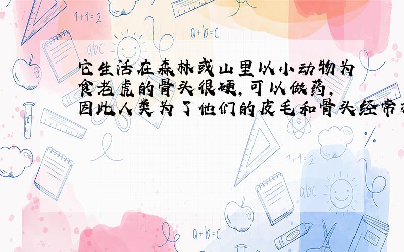 它生活在森林或山里以小动物为食老虎的骨头很硬,可以做药,因此人类为了他们的皮毛和骨头经常捕杀他们