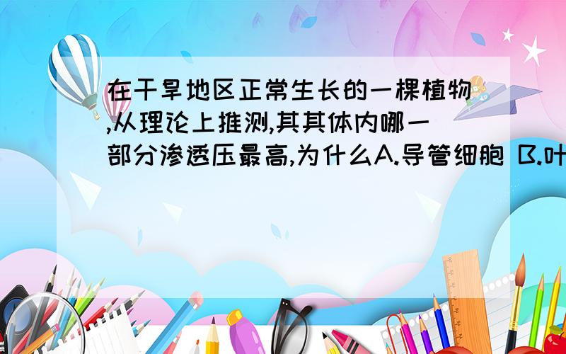 在干旱地区正常生长的一棵植物,从理论上推测,其其体内哪一部分渗透压最高,为什么A.导管细胞 B.叶肉细胞 C.跟毛区细胞