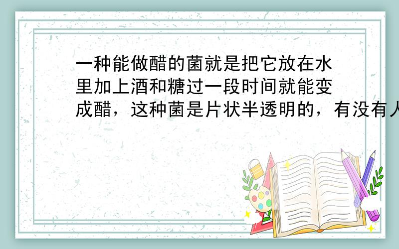 一种能做醋的菌就是把它放在水里加上酒和糖过一段时间就能变成醋，这种菌是片状半透明的，有没有人知道呀？