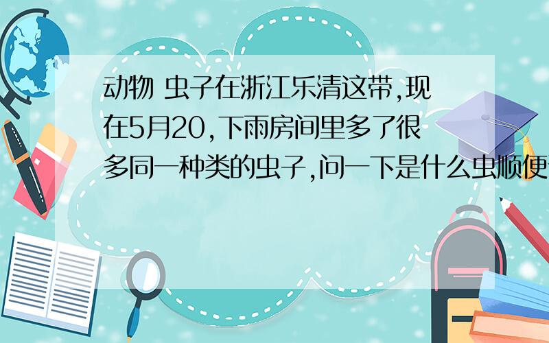 动物 虫子在浙江乐清这带,现在5月20,下雨房间里多了很多同一种类的虫子,问一下是什么虫顺便说一下解决办法