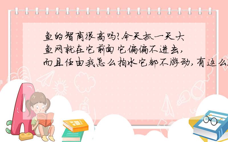 鱼的智商很高吗?今天抓一天大鱼网就在它前面它偏偏不进去,而且任由我怎么拍水它都不游动,有这么聪颖?