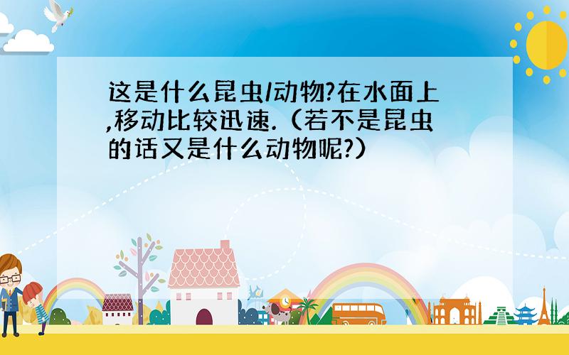 这是什么昆虫/动物?在水面上,移动比较迅速.（若不是昆虫的话又是什么动物呢?）