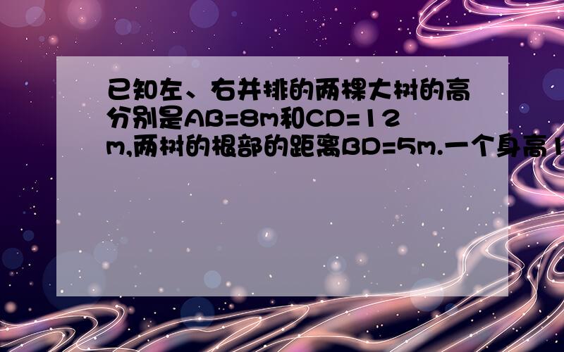 已知左、右并排的两棵大树的高分别是AB=8m和CD=12m,两树的根部的距离BD=5m.一个身高1.6m的人沿着正对这两