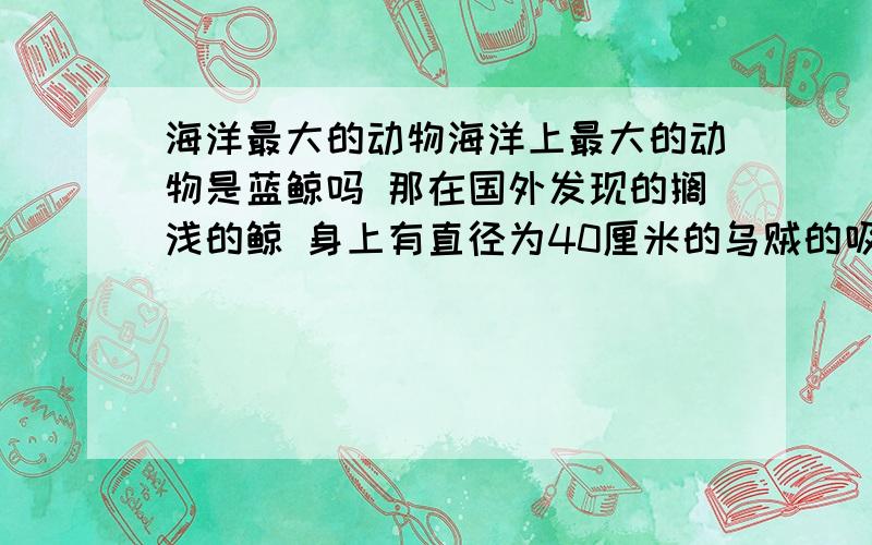 海洋最大的动物海洋上最大的动物是蓝鲸吗 那在国外发现的搁浅的鲸 身上有直径为40厘米的乌贼的吸盘的伤痕 很可能在几万英尺