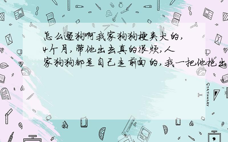 怎么遛狗啊我家狗狗梗类犬的,4个月,带他出去真的很烦,人家狗狗都是自己走前面的,我一把他抱出来他就自己跑回去,根本拉不出