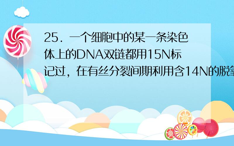 25．一个细胞中的某一条染色体上的DNA双链都用15N标记过，在有丝分裂间期利用含14N的脱氧核苷酸作为原料进行复制，复