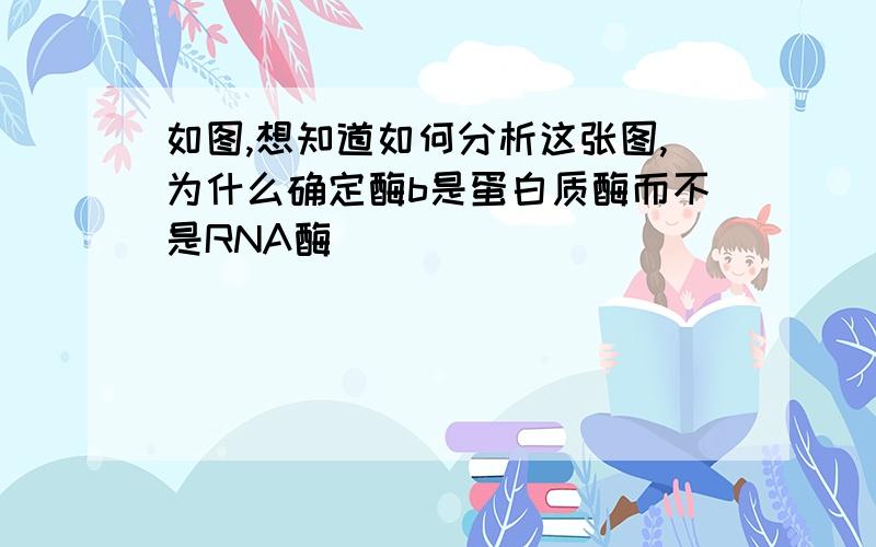 如图,想知道如何分析这张图,为什么确定酶b是蛋白质酶而不是RNA酶