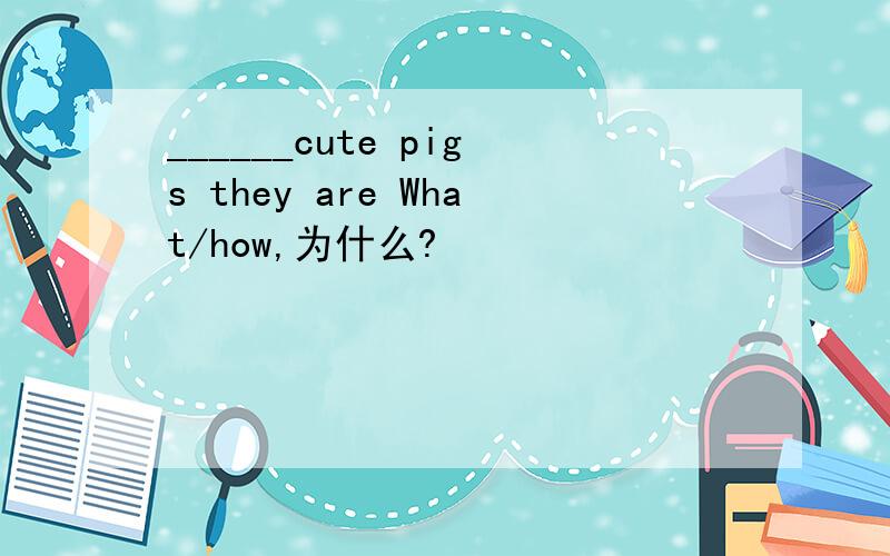 ______cute pigs they are What/how,为什么?