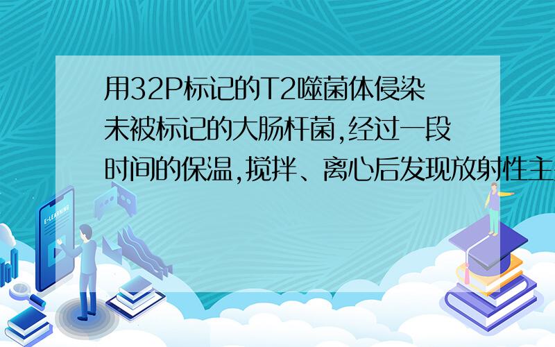 用32P标记的T2噬菌体侵染未被标记的大肠杆菌,经过一段时间的保温,搅拌、离心后发现放射性主要存在于沉淀物中.