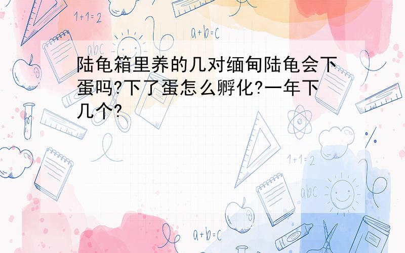 陆龟箱里养的几对缅甸陆龟会下蛋吗?下了蛋怎么孵化?一年下几个?