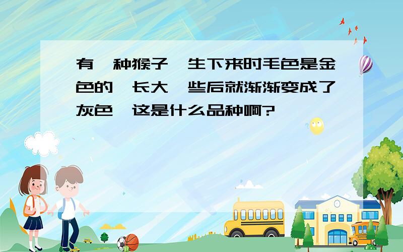 有一种猴子,生下来时毛色是金色的,长大一些后就渐渐变成了灰色,这是什么品种啊?