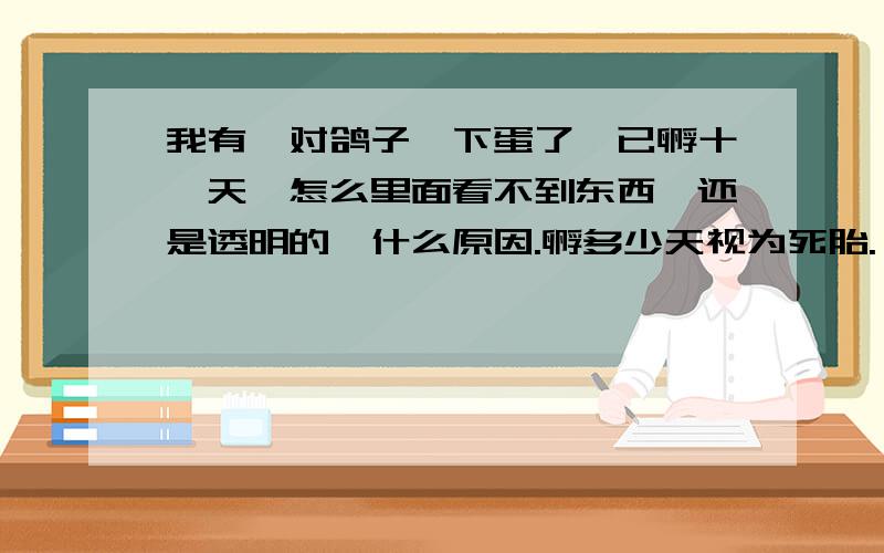 我有一对鸽子,下蛋了,已孵十一天,怎么里面看不到东西,还是透明的,什么原因.孵多少天视为死胎.