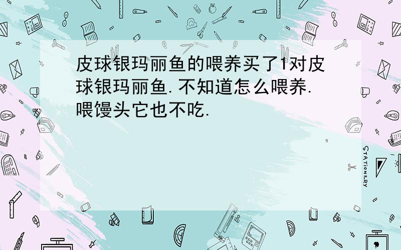 皮球银玛丽鱼的喂养买了1对皮球银玛丽鱼.不知道怎么喂养.喂馒头它也不吃.