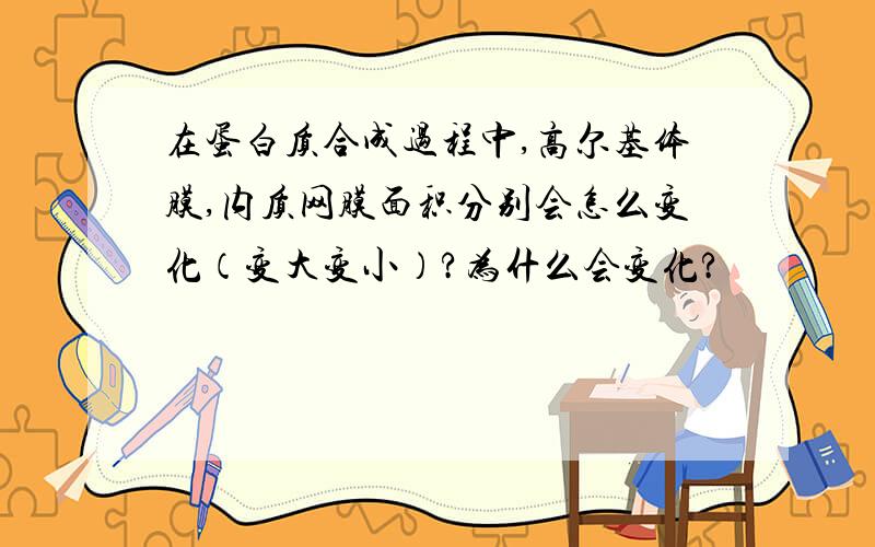 在蛋白质合成过程中,高尔基体膜,内质网膜面积分别会怎么变化（变大变小）?为什么会变化?