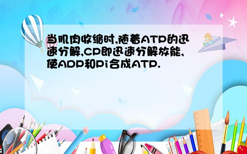 当肌肉收缩时,随着ATP的迅速分解,CP即迅速分解放能,使ADP和Pi合成ATP.