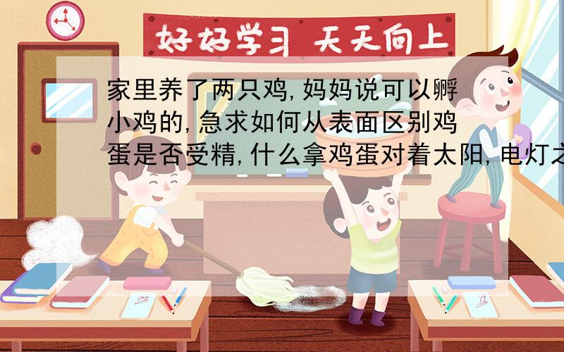 家里养了两只鸡,妈妈说可以孵小鸡的,急求如何从表面区别鸡蛋是否受精,什么拿鸡蛋对着太阳,电灯之类的都试过了,看不出来