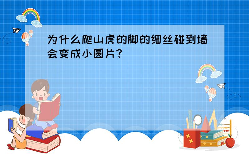 为什么爬山虎的脚的细丝碰到墙会变成小圆片?