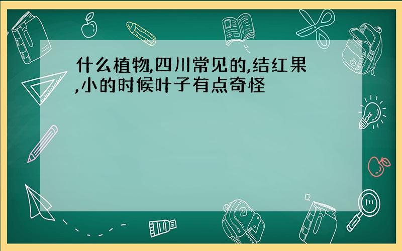 什么植物,四川常见的,结红果,小的时候叶子有点奇怪