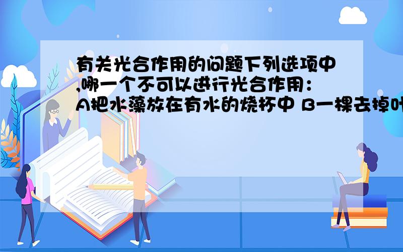 有关光合作用的问题下列选项中,哪一个不可以进行光合作用：A把水藻放在有水的烧杯中 B一棵去掉叶的绿茎 C把一片晒干的叶子