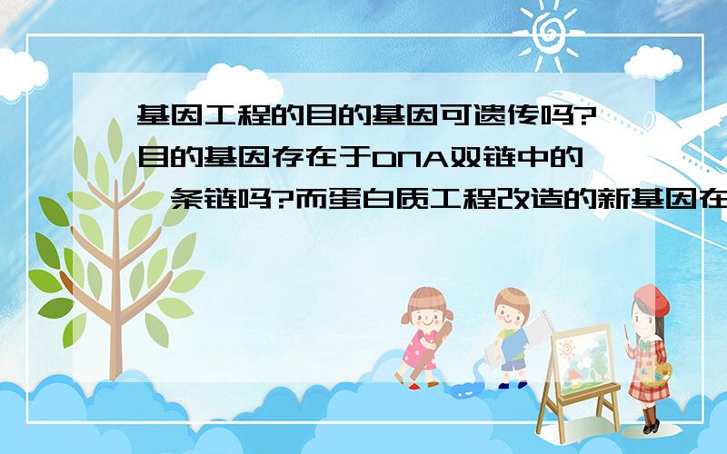 基因工程的目的基因可遗传吗?目的基因存在于DNA双链中的一条链吗?而蛋白质工程改造的新基因在双链中都有