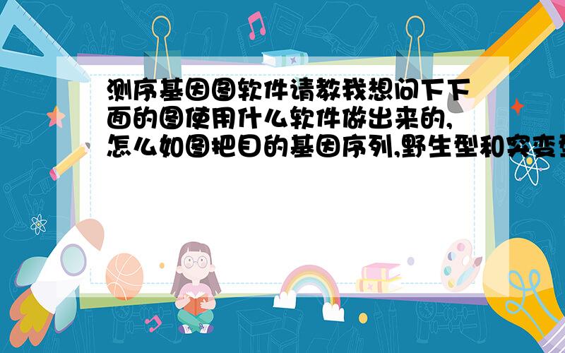 测序基因图软件请教我想问下下面的图使用什么软件做出来的,怎么如图把目的基因序列,野生型和突变型放到一起对比,如果可以提示