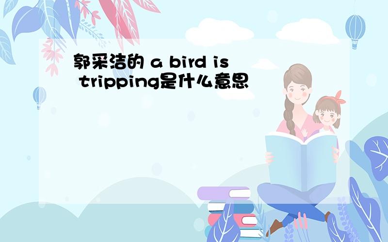 郭采洁的 a bird is tripping是什么意思