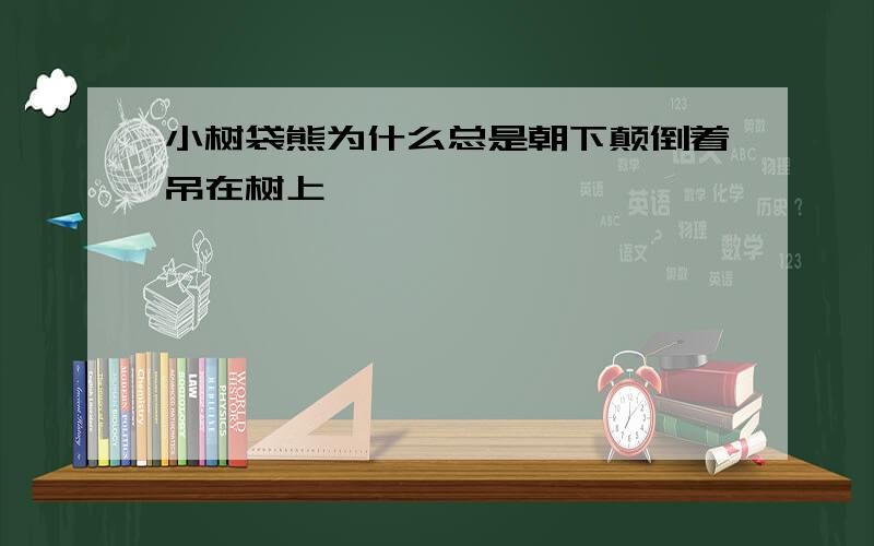 小树袋熊为什么总是朝下颠倒着吊在树上