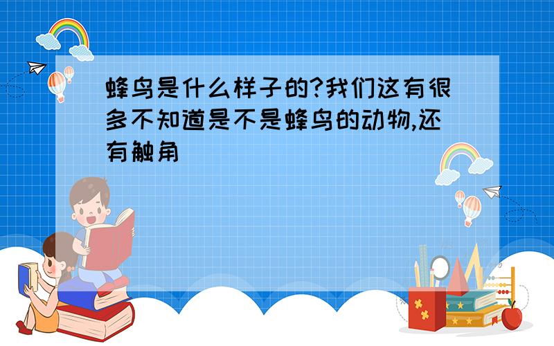 蜂鸟是什么样子的?我们这有很多不知道是不是蜂鸟的动物,还有触角