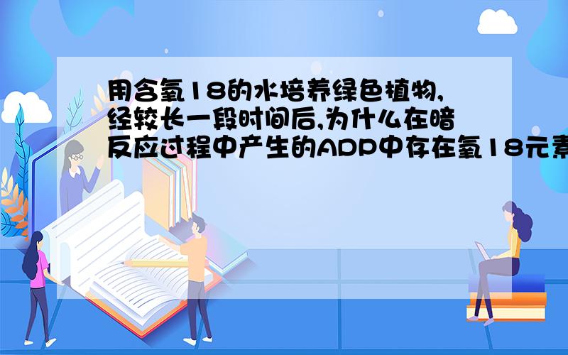 用含氧18的水培养绿色植物,经较长一段时间后,为什么在暗反应过程中产生的ADP中存在氧18元素?