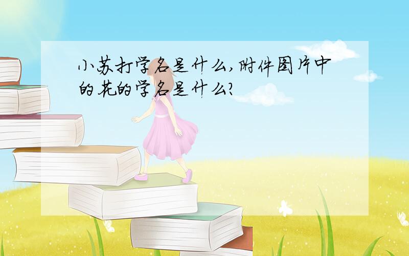 小苏打学名是什么,附件图片中的花的学名是什么?