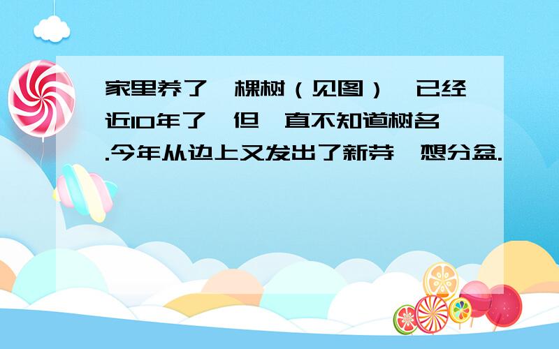 家里养了一棵树（见图）,已经近10年了,但一直不知道树名.今年从边上又发出了新芽,想分盆.