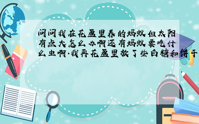 问问我在花盆里养的蚂蚁但太阳有点大怎么办啊还有蚂蚁要吃什么虫啊.我再花盆里放了些白糖和饼干捏碎的渣渣.还有在花盆里养蚂蚁