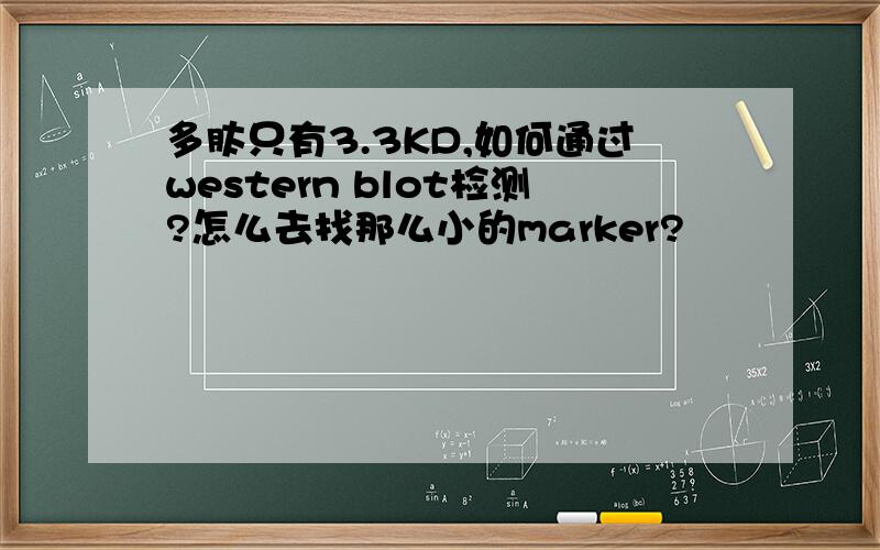 多肽只有3.3KD,如何通过western blot检测?怎么去找那么小的marker?