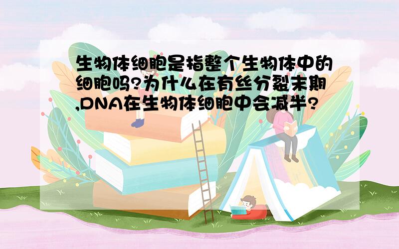 生物体细胞是指整个生物体中的细胞吗?为什么在有丝分裂末期,DNA在生物体细胞中会减半?