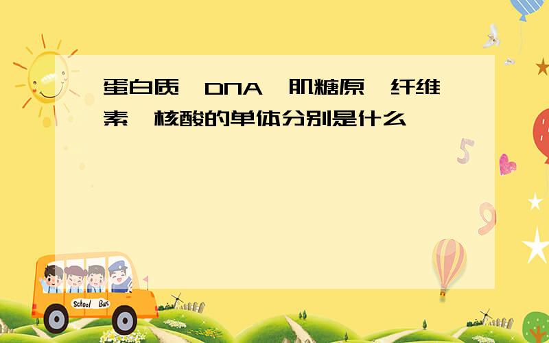 蛋白质,DNA,肌糖原,纤维素,核酸的单体分别是什么