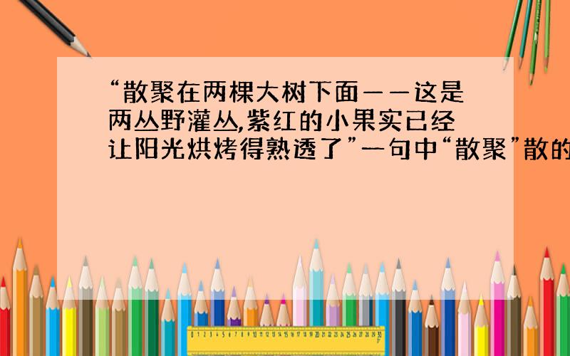 “散聚在两棵大树下面——这是两丛野灌丛,紫红的小果实已经让阳光烘烤得熟透了”一句中“散聚”散的读音