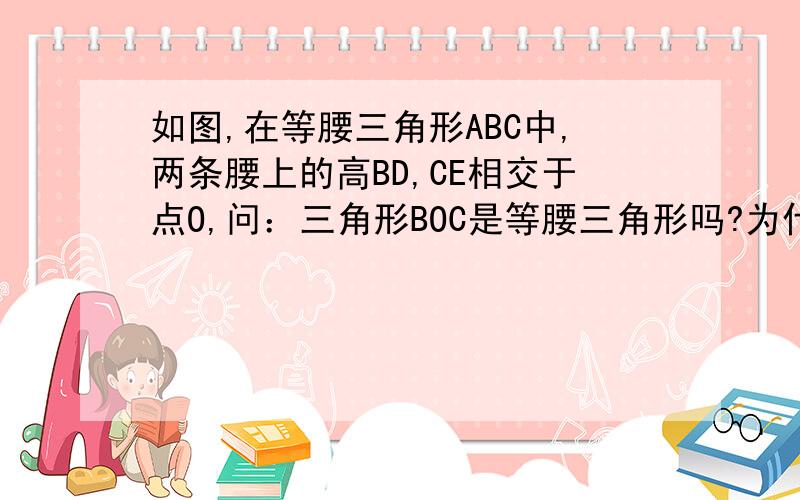 如图,在等腰三角形ABC中,两条腰上的高BD,CE相交于点O,问：三角形BOC是等腰三角形吗?为什么?