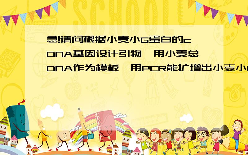 急!请问根据小麦小G蛋白的cDNA基因设计引物,用小麦总DNA作为模板,用PCR能扩增出小麦小G蛋白的基因片...