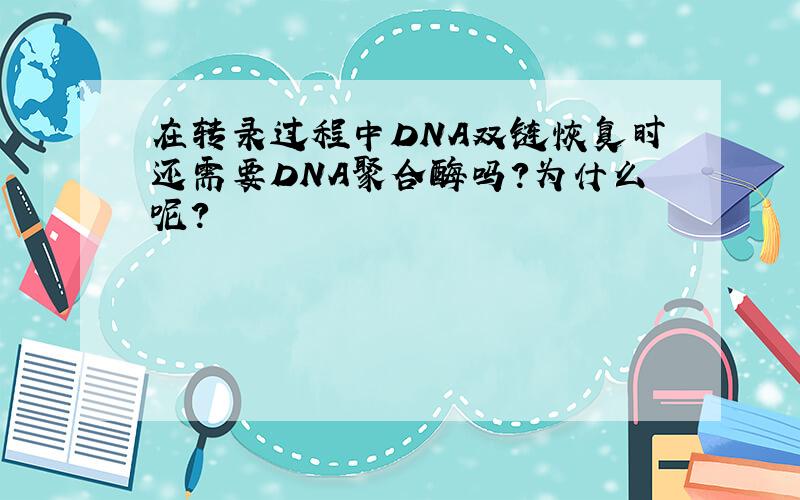 在转录过程中DNA双链恢复时还需要DNA聚合酶吗?为什么呢?