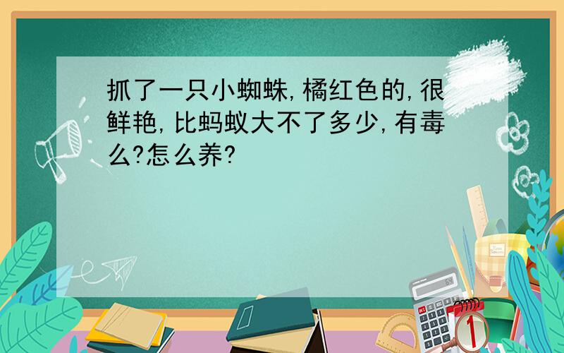 抓了一只小蜘蛛,橘红色的,很鲜艳,比蚂蚁大不了多少,有毒么?怎么养?