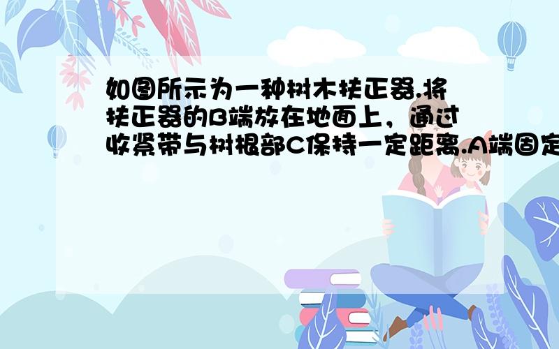 如图所示为一种树木扶正器.将扶正器的B端放在地面上，通过收紧带与树根部C保持一定距离.A端固定在树干上，利用液压装置产生