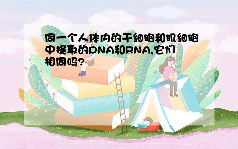 同一个人体内的干细胞和肌细胞中提取的DNA和RNA,它们相同吗?