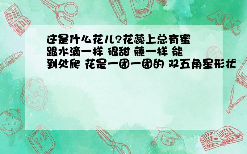 这是什么花儿?花蕊上总有蜜 跟水滴一样 很甜 藤一样 能到处爬 花是一团一团的 双五角星形状