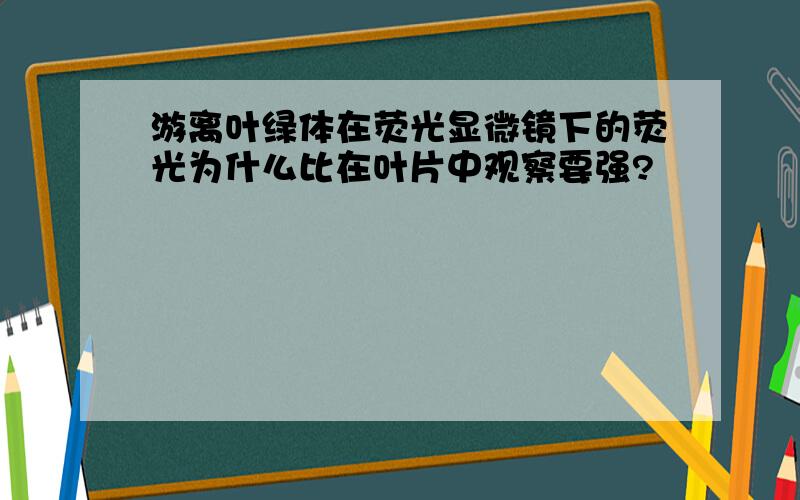 游离叶绿体在荧光显微镜下的荧光为什么比在叶片中观察要强?