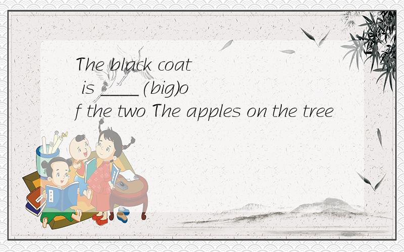 The black coat is ____(big)of the two The apples on the tree