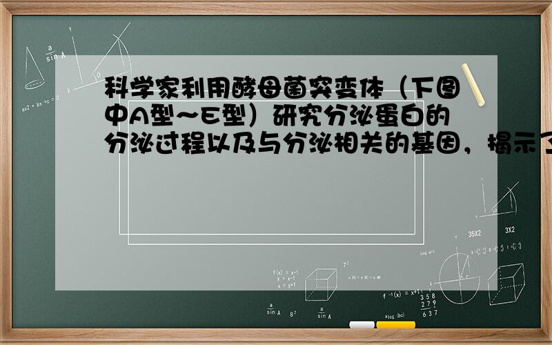 科学家利用酵母菌突变体（下图中A型～E型）研究分泌蛋白的分泌过程以及与分泌相关的基因，揭示了囊泡运输的过程.野生型酵母菌