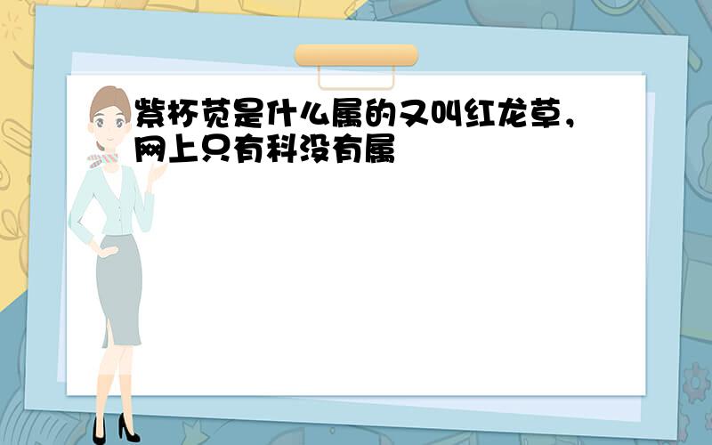 紫杯苋是什么属的又叫红龙草，网上只有科没有属