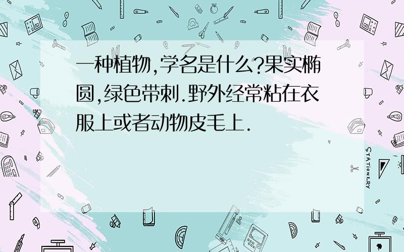 一种植物,学名是什么?果实椭圆,绿色带刺.野外经常粘在衣服上或者动物皮毛上.