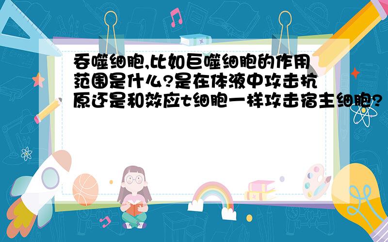 吞噬细胞,比如巨噬细胞的作用范围是什么?是在体液中攻击抗原还是和效应t细胞一样攻击宿主细胞?